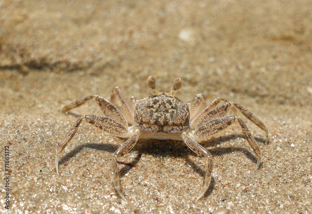 The Crab on the beach in Thailand