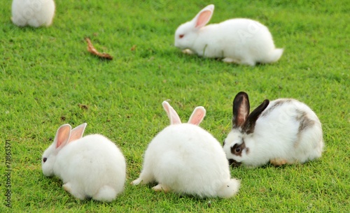 The White Rabbits on garden in Thailand