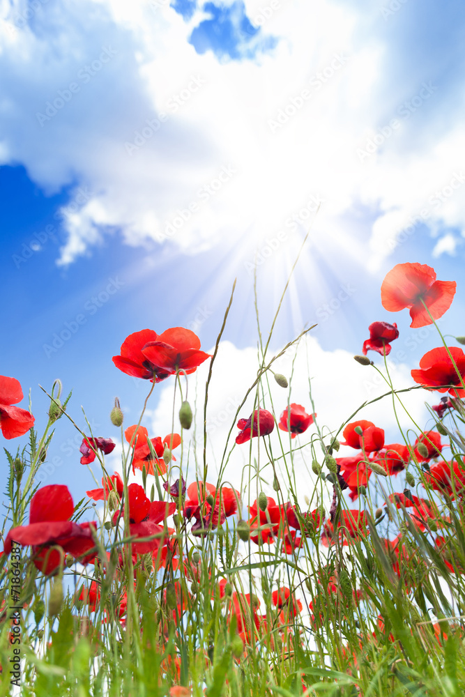 Fototapeta premium Close-up of poppies flowers