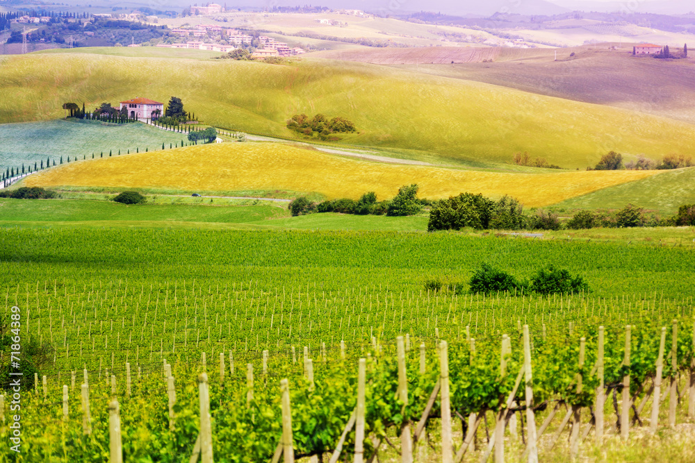 Vineyard in Tuscany landscape, Italy