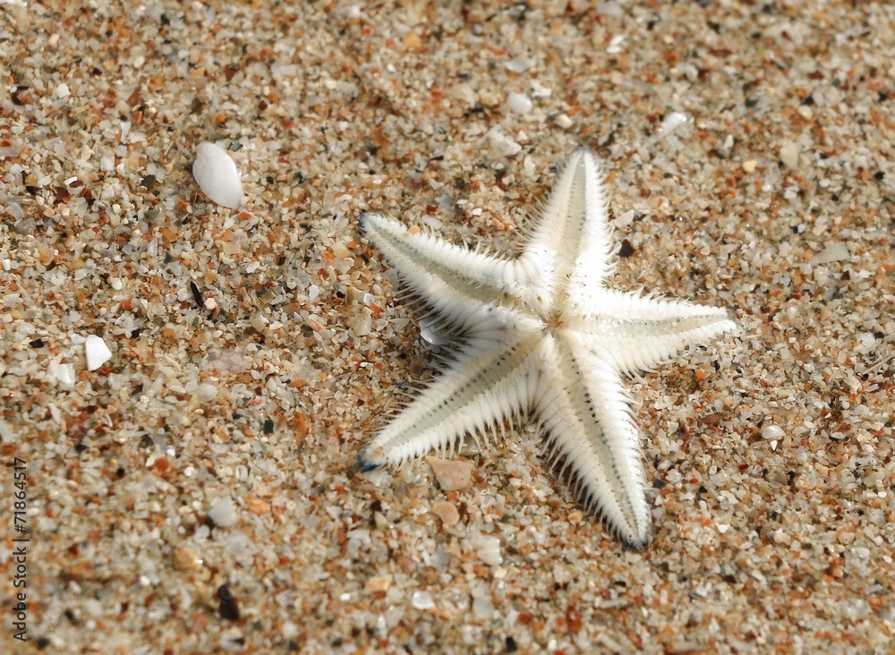 The Starfish on the Beach in Thailand The Starfish on the Beach in Thailand