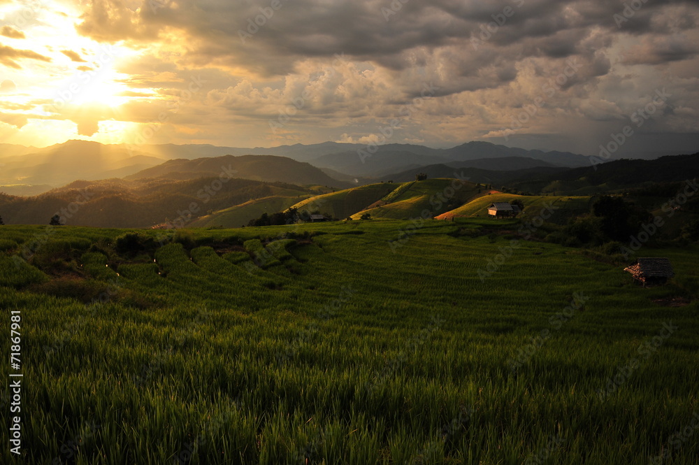 Obraz premium Sunset on Rice Fields Landscape