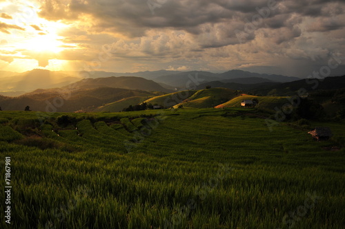 Sunset on Rice Fields Landscape