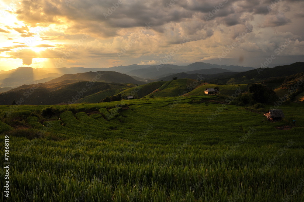 Sunset on Rice Fields Landscape Sunset on Rice Fields Landscape