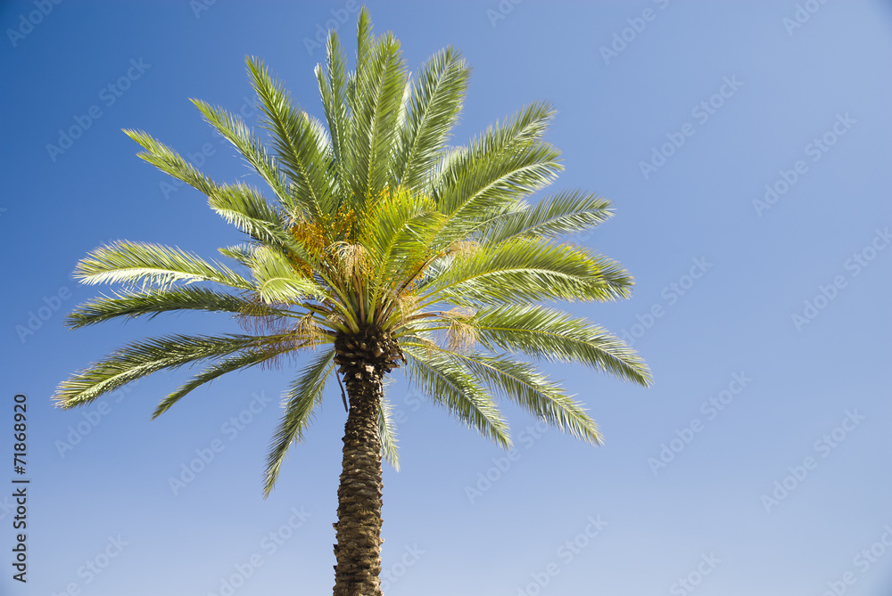 Green palm tree on blue sky background Green palm tree on blue sky background