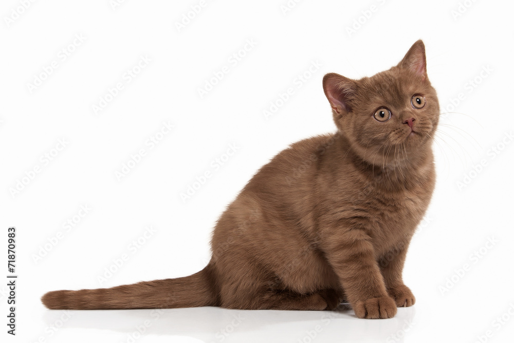 Cat. Small cinnamon british kitten on white background Cat. Small cinnamon british kitten on white background