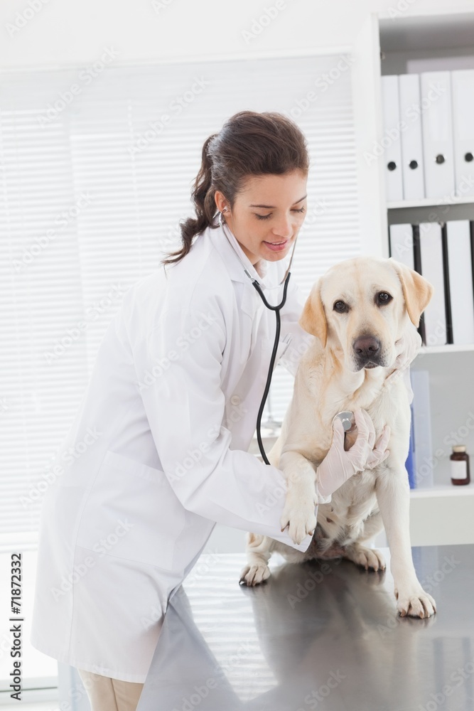 Happy veterinarian examining a cute dog with stethoscope