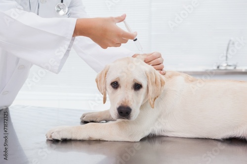 Veterinarian doing injection at a cute dog © WavebreakMediaMicro