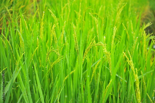 Rice Paddy Plants