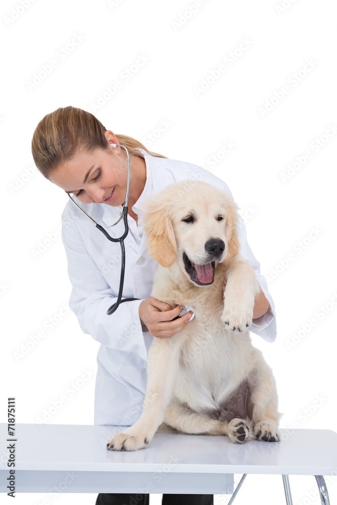 Vet giving a puppy a check up
