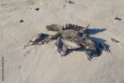 toter Vogel am Strand