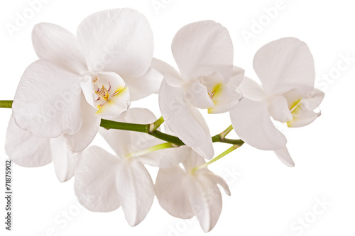 Beautiful orchid on white background