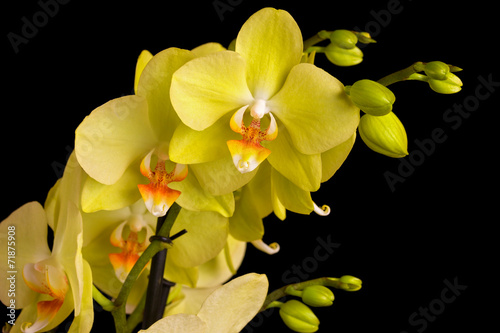 Beautiful orchid on dark background.