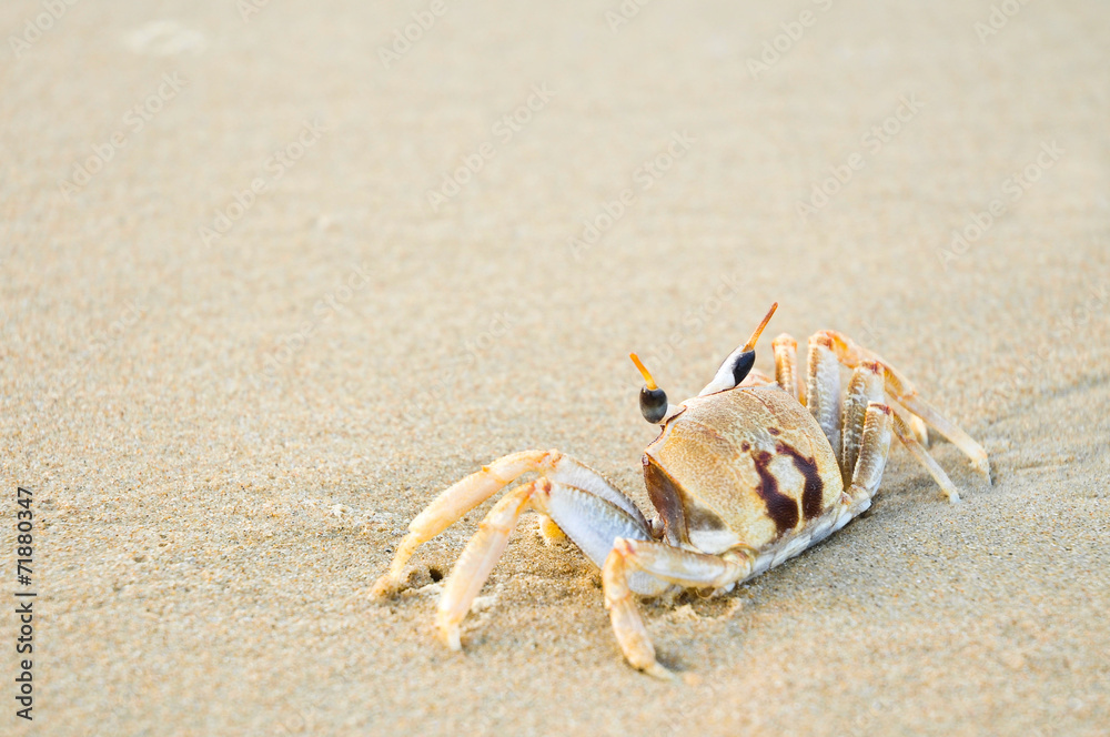 Crabs are looking for food on the beach with space for text. Crabs are looking for food on the beach with space for text.