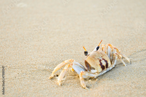 Crabs are looking for food on the beach with space for text.