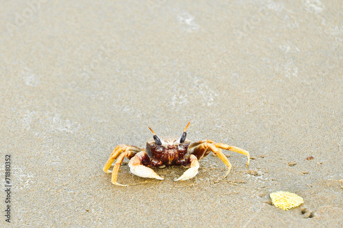 Crabs are looking for food on the beach with space for text.