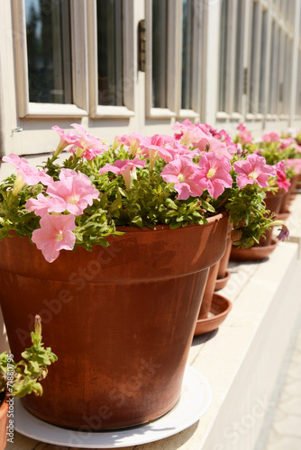Flower pots, outdoors