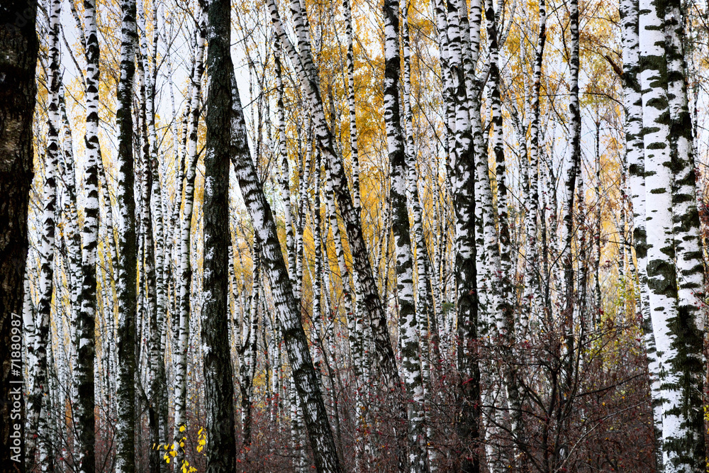 trunks of birch trees in autumn background