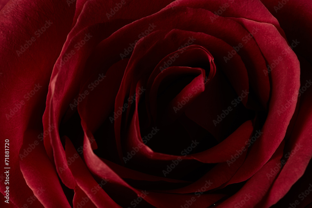 Red rose Red rose