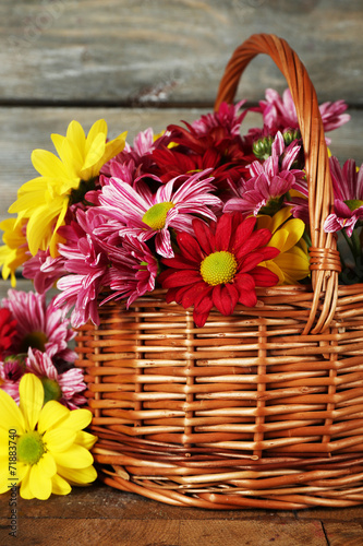 Beautiful chrysanthemum in basket on wooden background