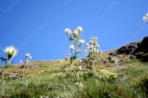 Burdock photo