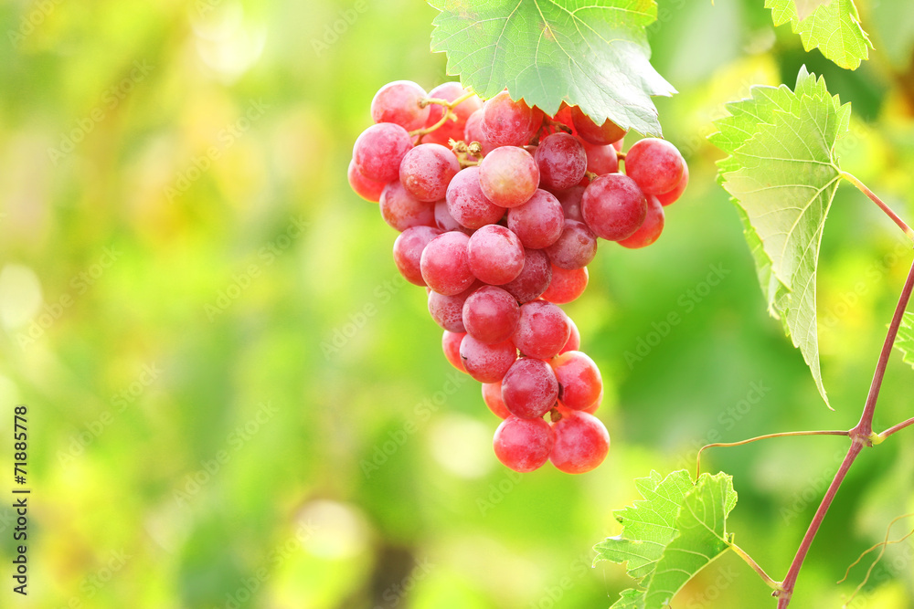 Bunches of ripe grape on plantation closeup