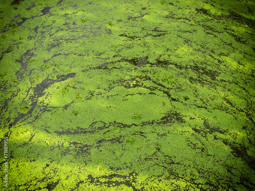 Green duckweed on water