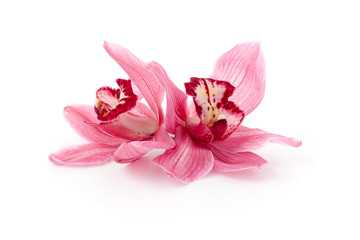 Poster Orchidee Roze cymbidium orchideeën in bloei  © ISO101