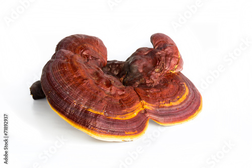 Ganoderma Lucidum isolated on white background