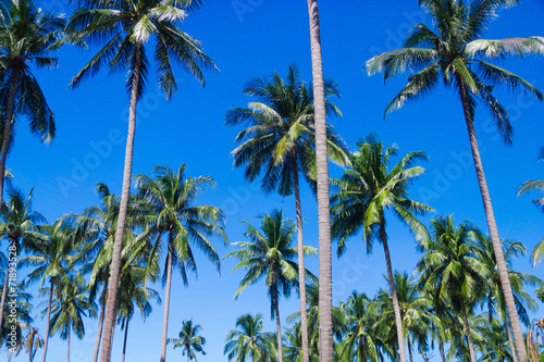Beautiful Grove Coconut Getaway
