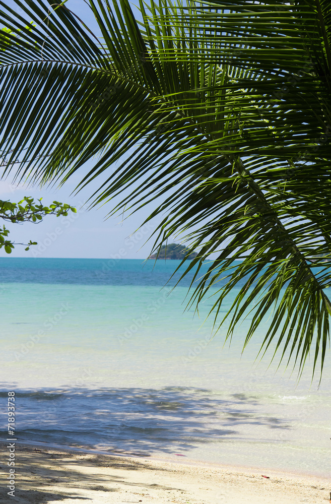 Idyllic Island Palm View