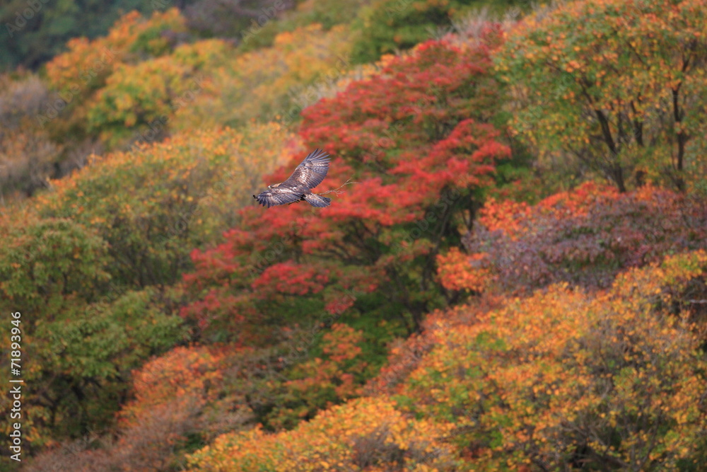 Golden eagle (Aquila chrysaetos) flying In Japan Golden eagle (Aquila chrysaetos) flying In Japan