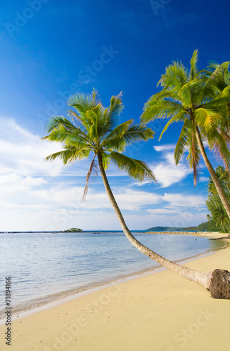 Fototapeta Naklejka Na Ścianę i Meble -  Palm Panorama Idyllic Island