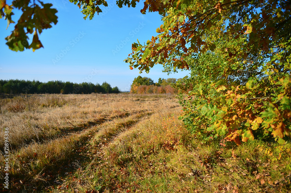 Fototapeta premium View autumn meadow and a dirt road through the branches of a tre