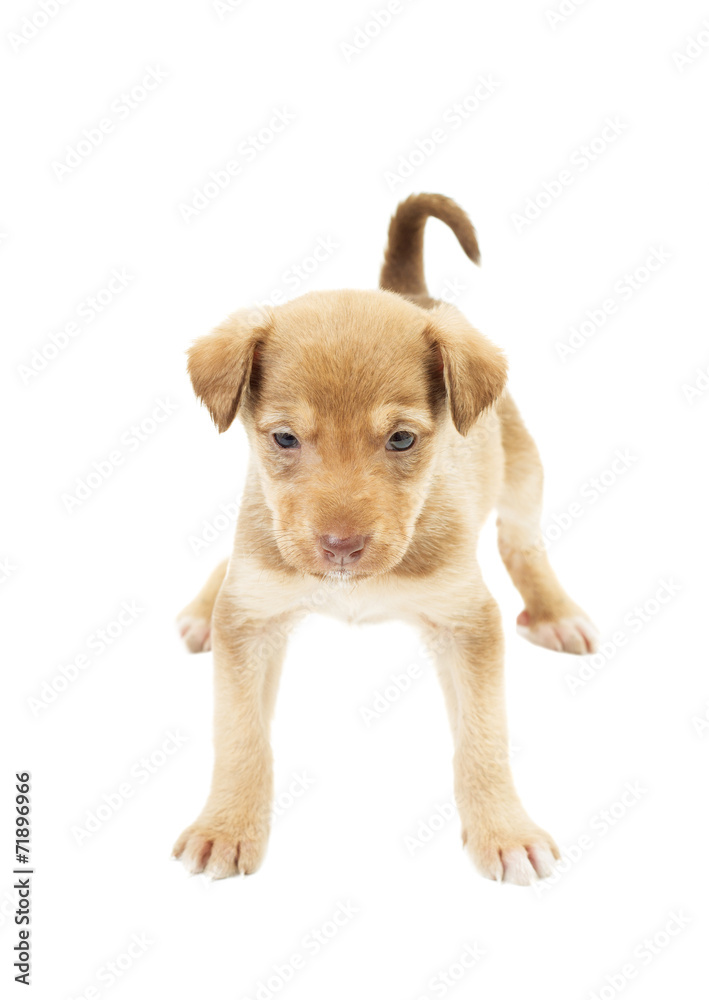 cute puppy standing uncertainly on all fours on a white backgrou