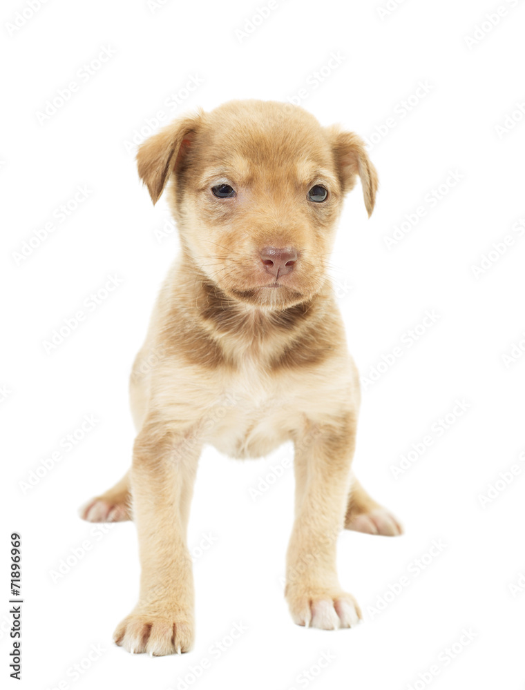 cute puppy isolated on white background