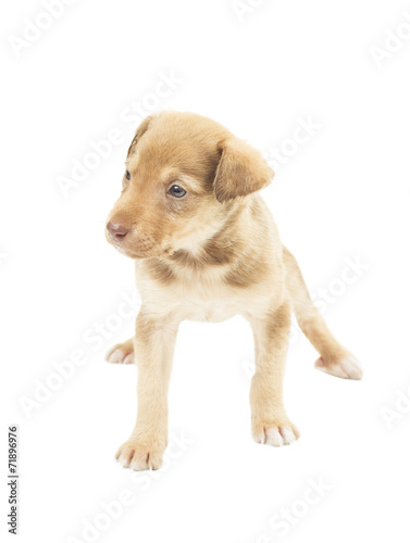 Fototapeta Naklejka Na Ścianę i Meble -  lovely puppy standing uncertainly on four paws