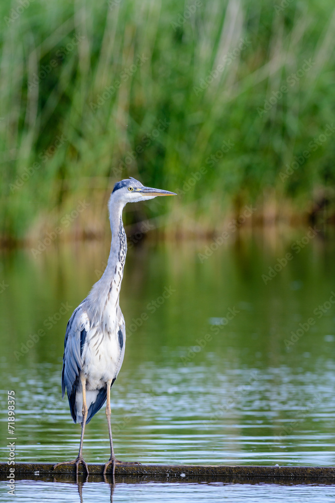 Grey Heron (Ardea cinerea) foraging at a lake. Grey Heron (Ardea cinerea) foraging at a lake.