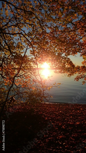 Herbstlaub in der Abendsonne