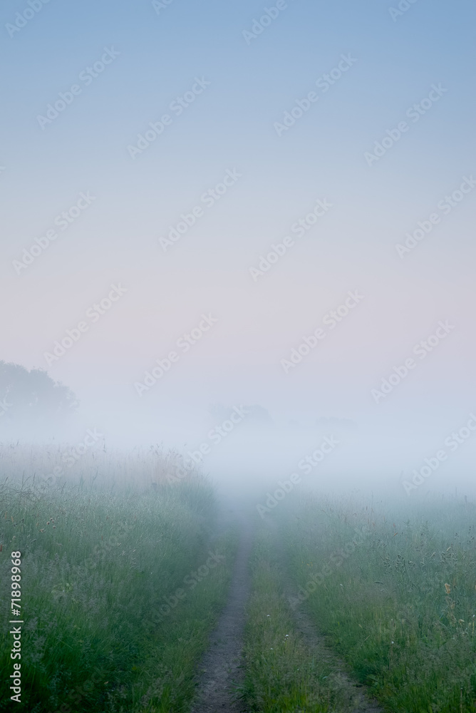 Path into heavy fog background Path into heavy fog background