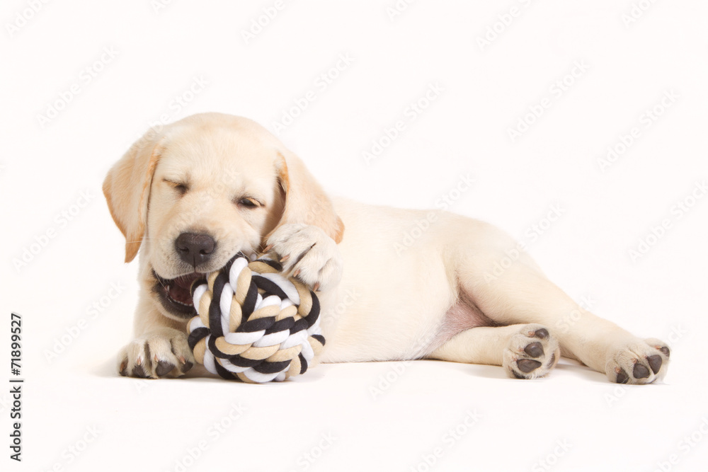 Labrador puppy biting in a ball Labrador puppy biting in a ball