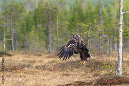 White-tailed Eagle © Lars Johansson