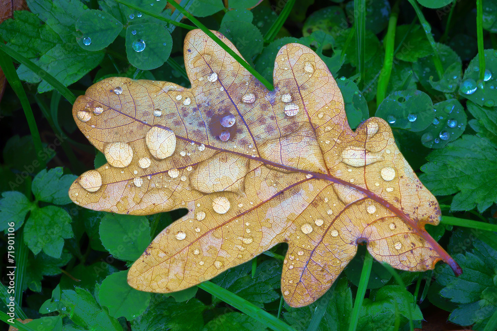 Autumn oak leaf with water droplets . Autumn oak leaf with water droplets .