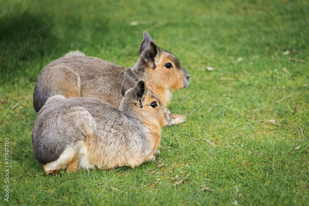 Obraz premium Hares on a meadow