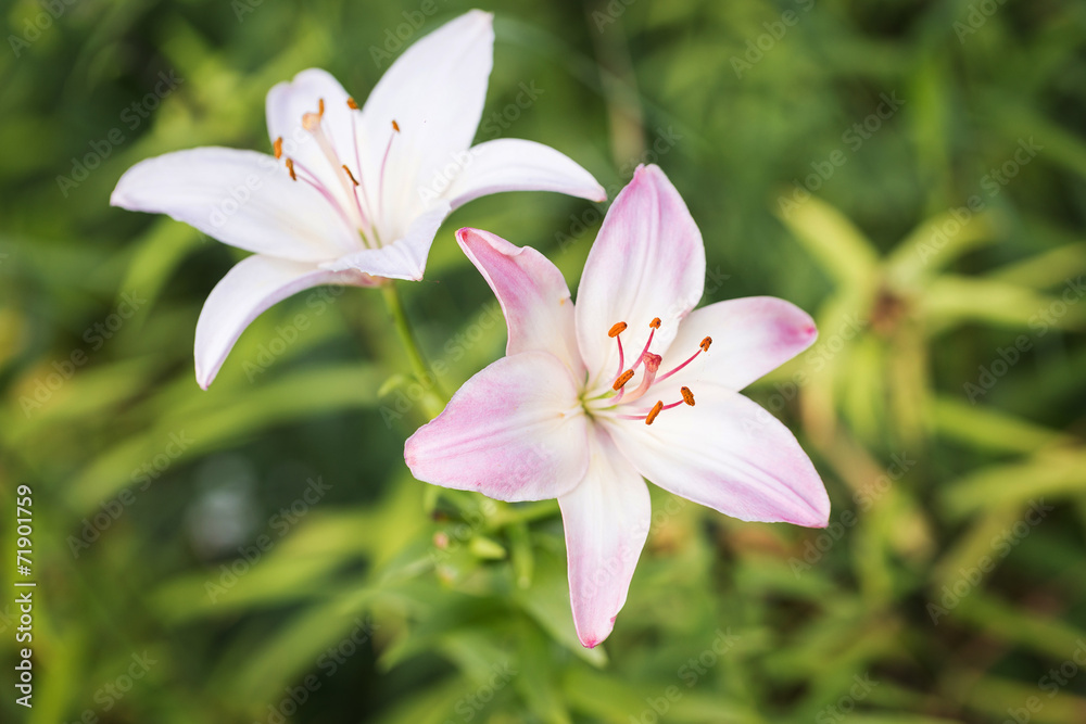 Pink lily flower