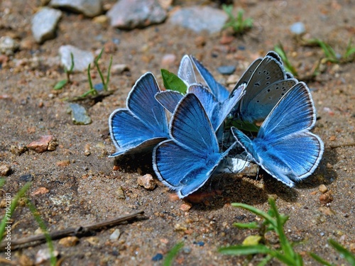 Group of blue butterflies