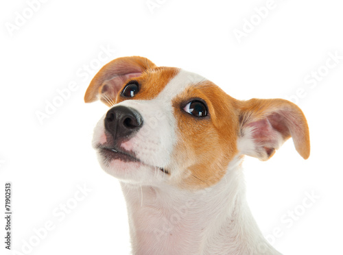 Jack russell terrier