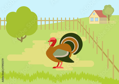 Turkey farm courtyard flat cartoon vector wild animals birds