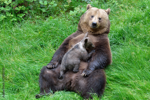 Braunbärweibchen (ursus arctos) säugt ihr Junges