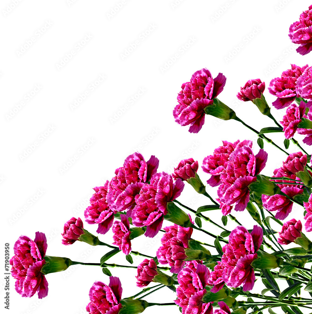 Fototapeta premium Carnation flowers